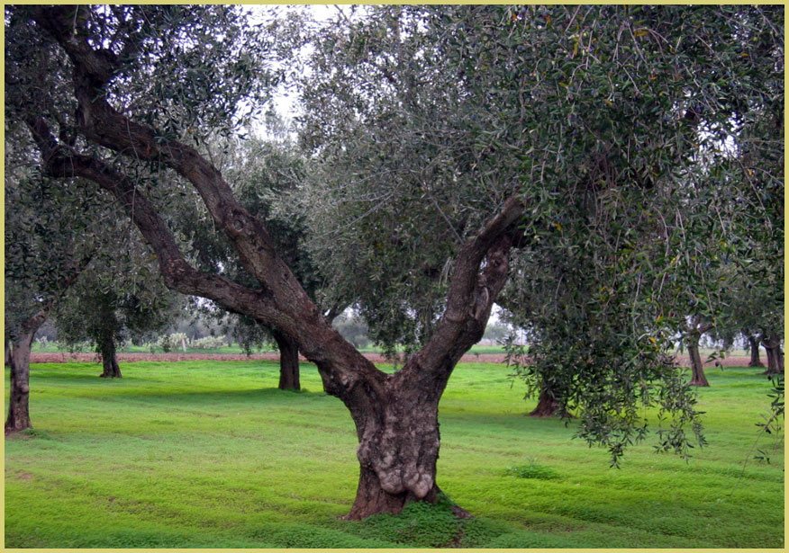 alberi olive